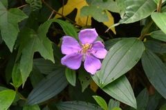 Melastoma malabathricum